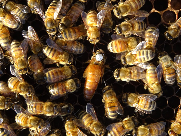 Comment la reine des abeilles devient reine ? - BeePlanete