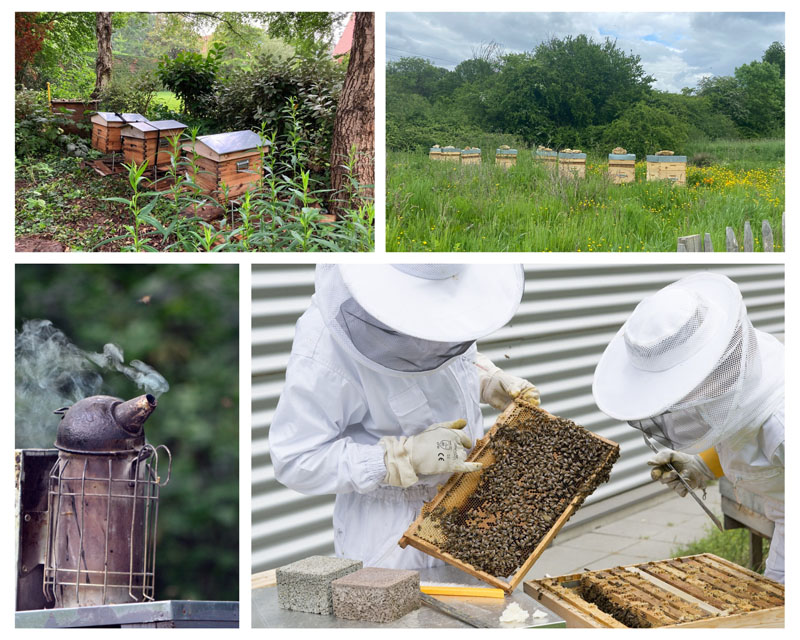 Abeilles noires et abeilles « Buckfast » ?