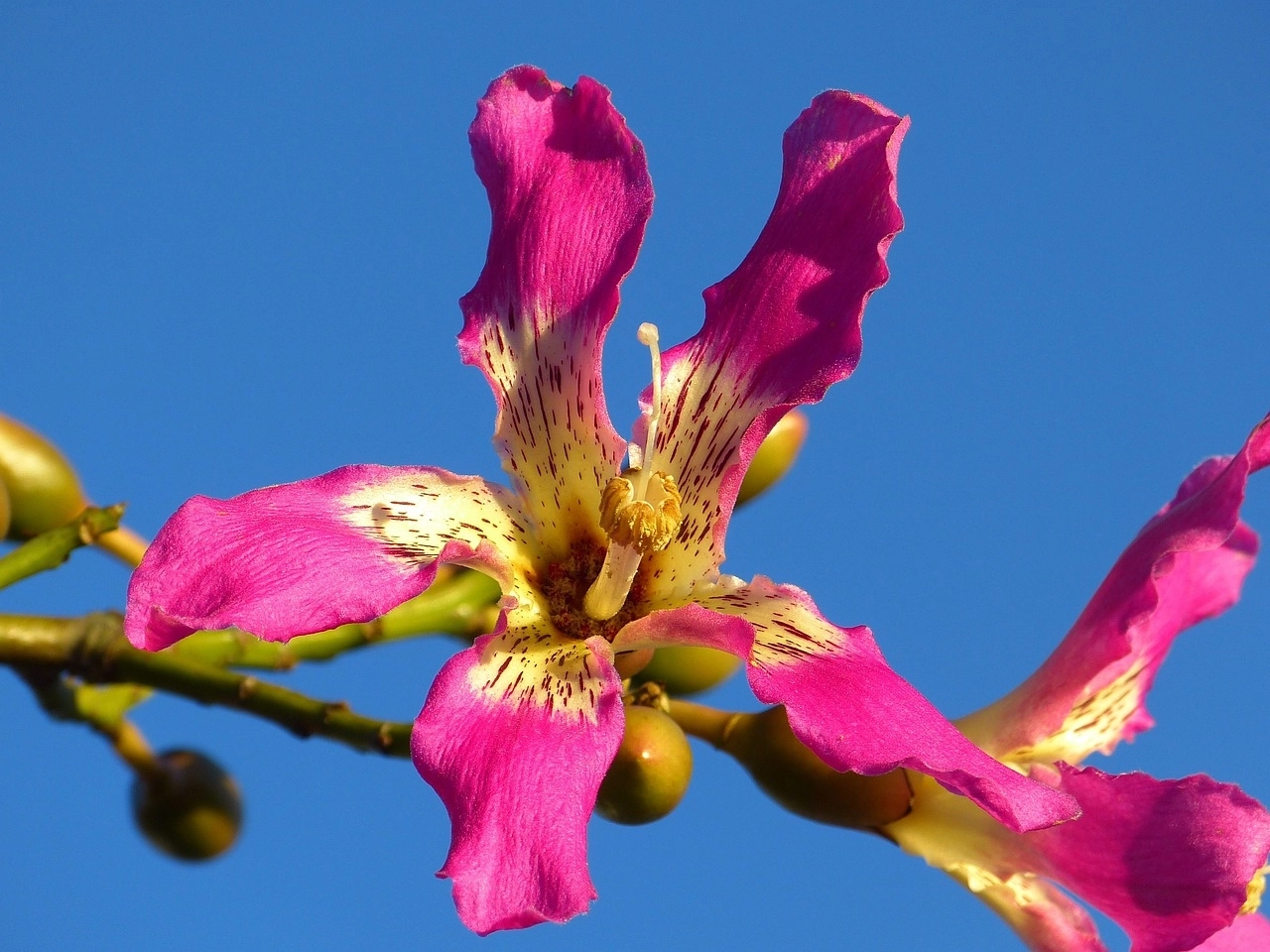 australie-fleur-arbre-kapok