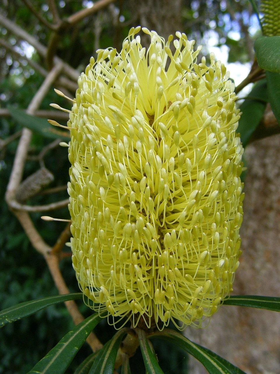 australie-plante-banksia-integrifoli