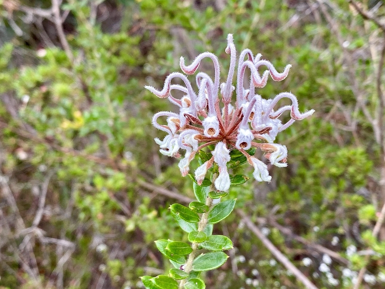 australie-plante-grevillea-buxifolia