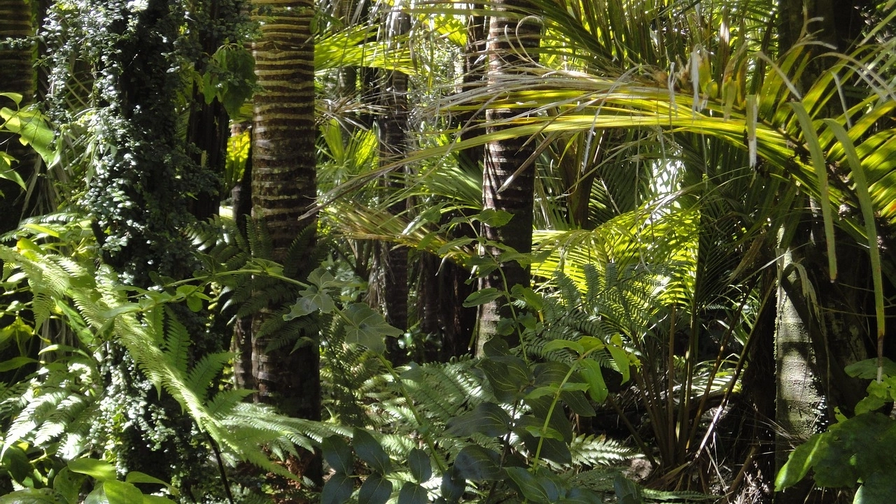 jungle-tropicale-australie-rainforest