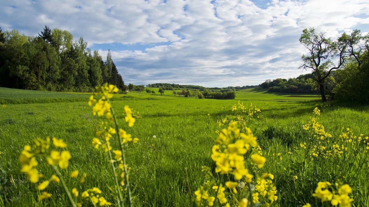meadow-110717_1280