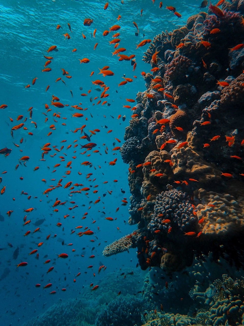 underwater-5310424_1280