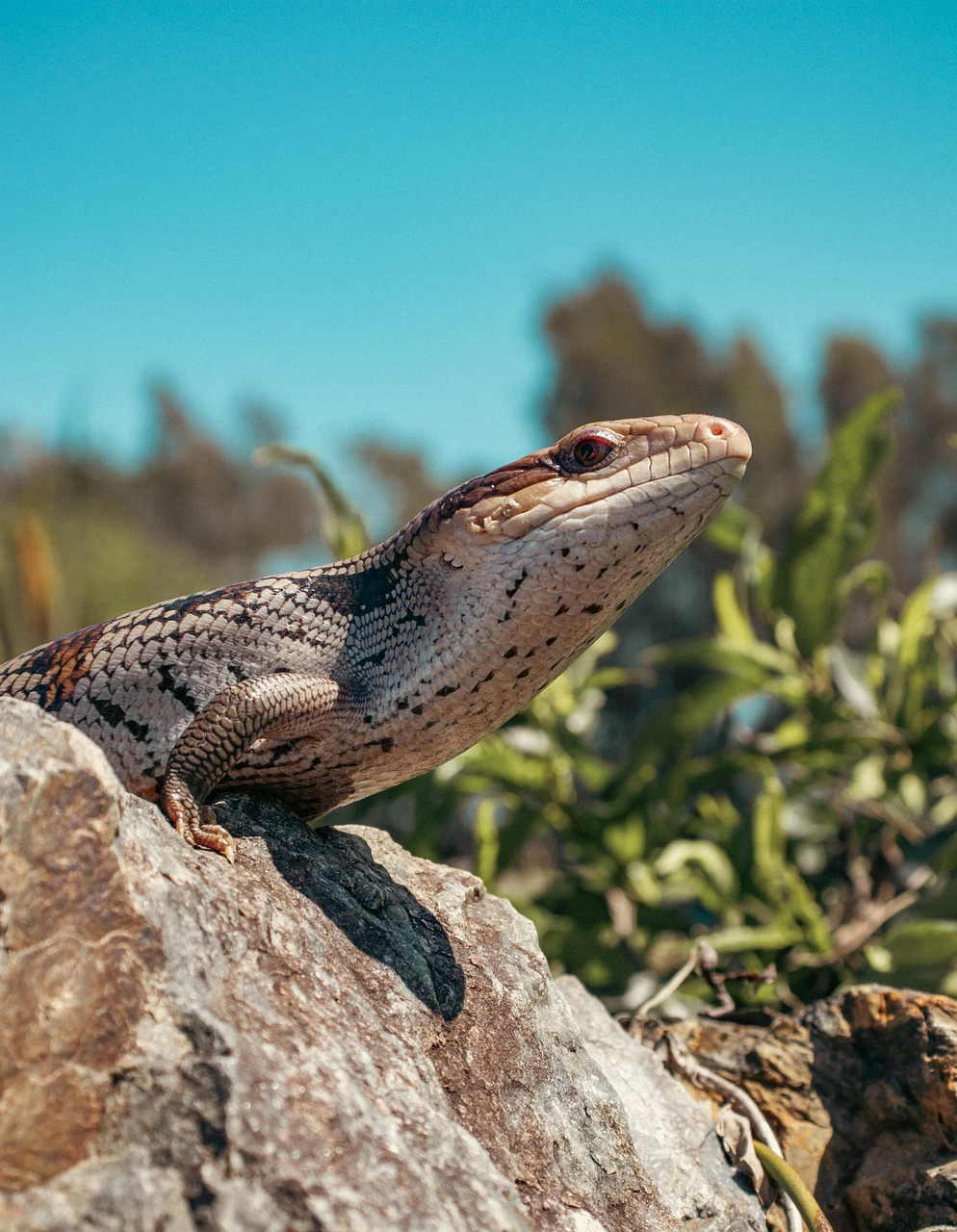 blue-tongue-skink-7913420_1280-copie