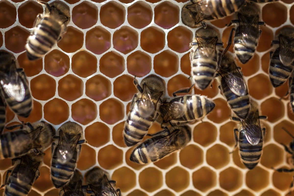 honey-3216984_1280-1-copie