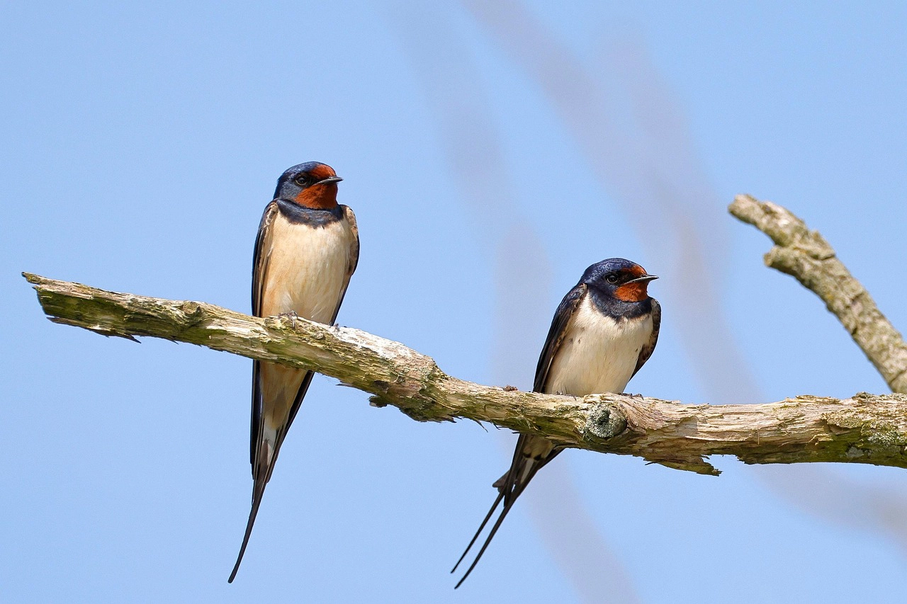 barn-swallow-8068880_1280-copie