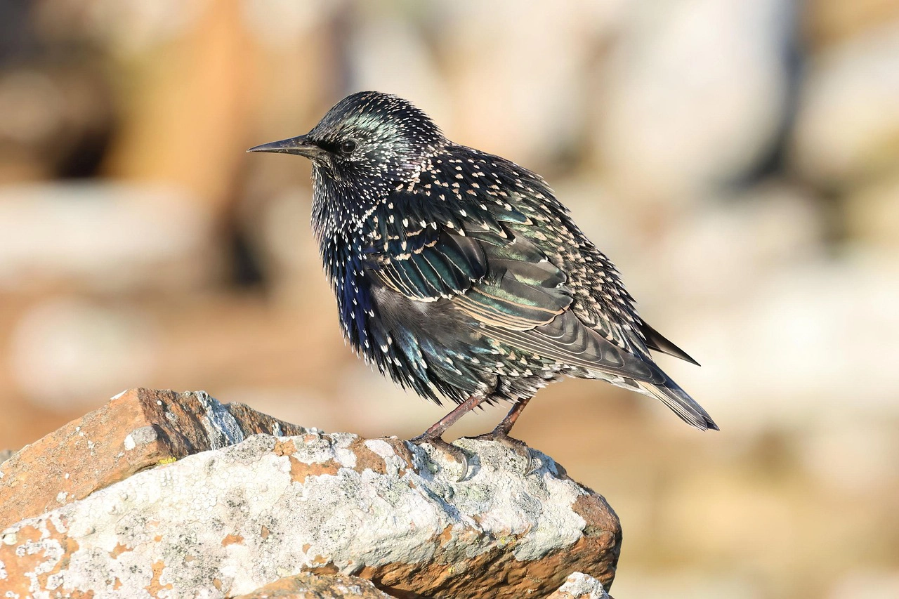bird-8338360_1280-copie