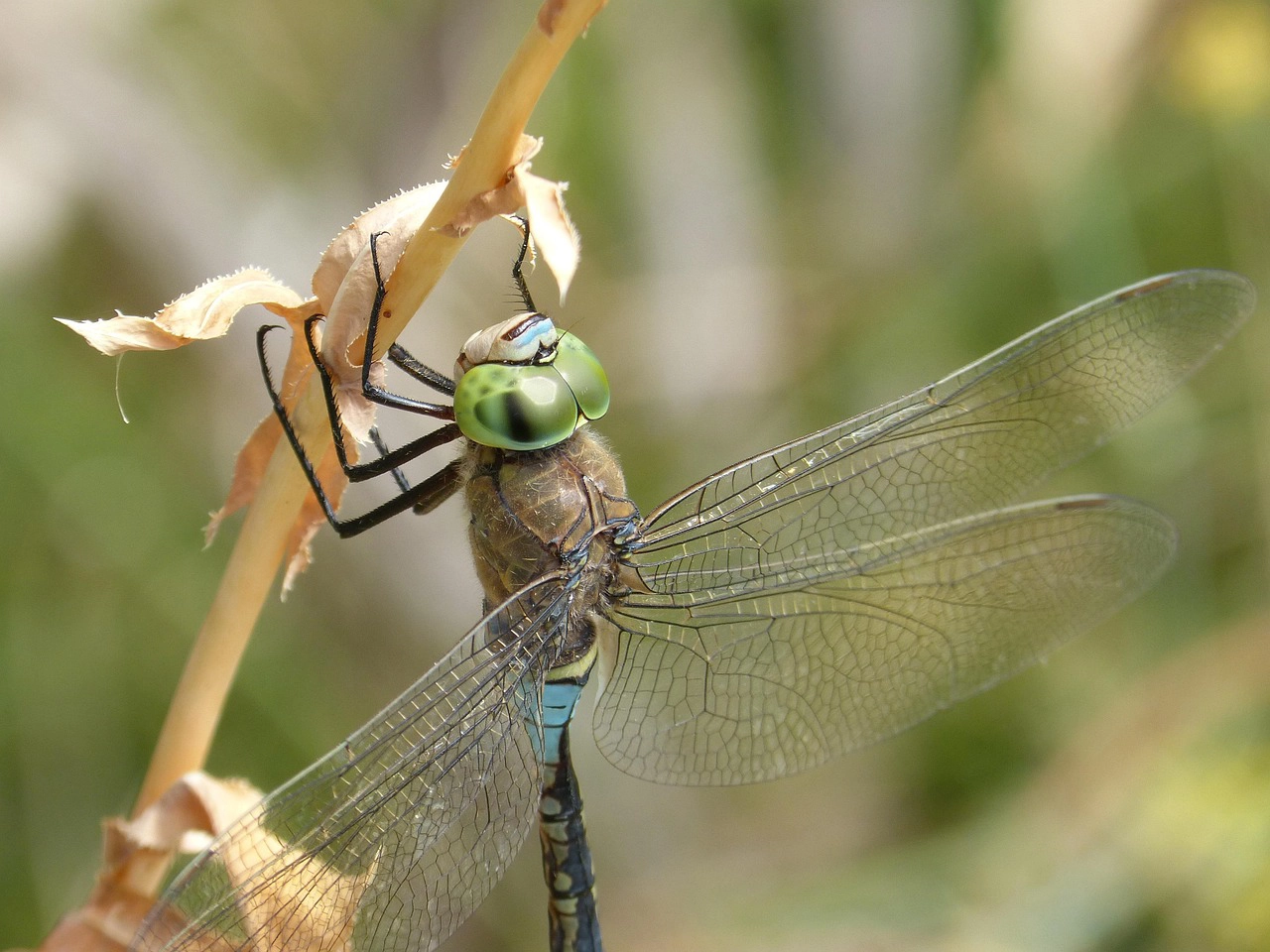 dragonfly-5617663_1280-copie