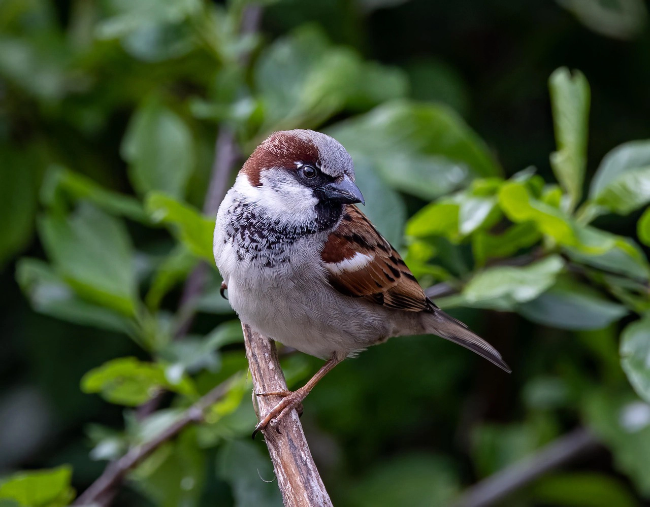eurasian-tree-sparrow-7947743_1280-copie