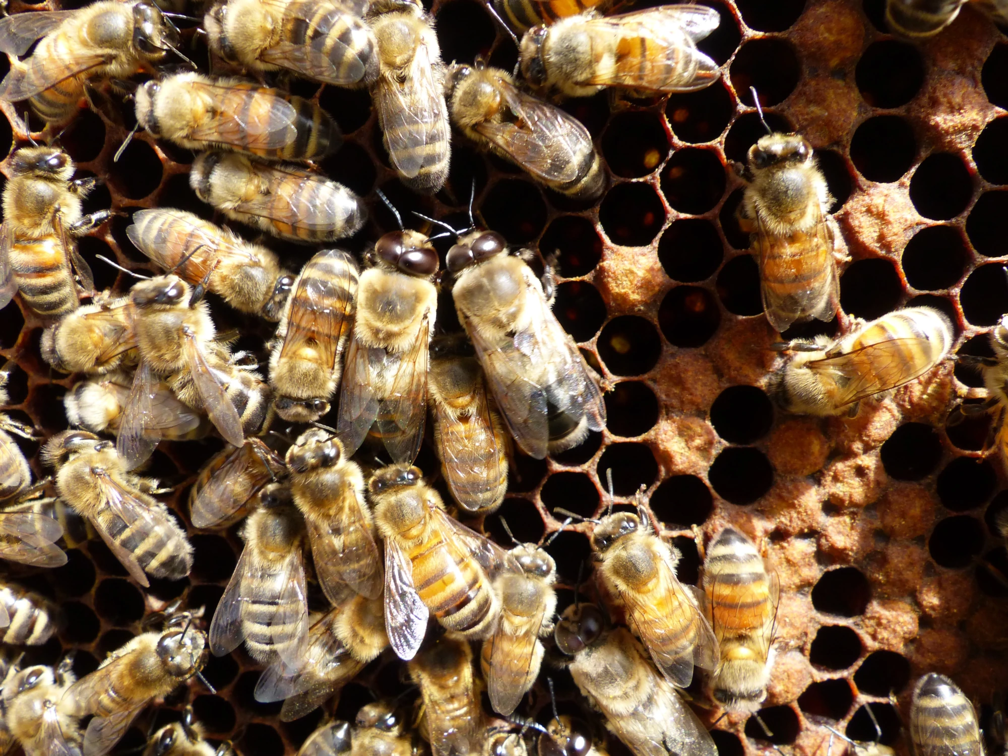 p1120356-faux-bourdon-abeille-2-1-copie