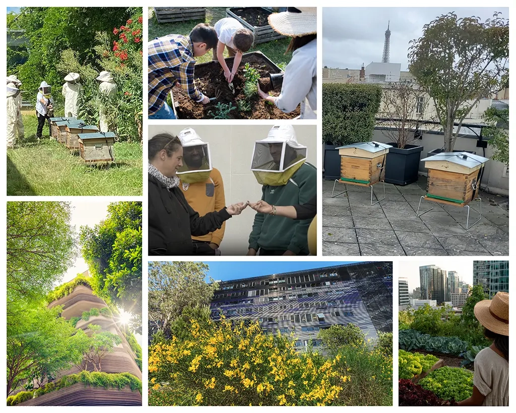 Montage de photos illustrant un projet d'apiculture urbaine