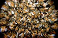 bees-276190_1280