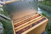 partition-isolante-dans-ruche