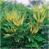 20272539.3436901101022.6529.40047886