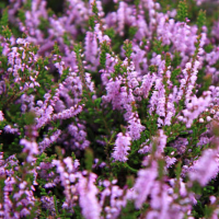 9fc7e5be8c444366ba21cbd63f94f5df