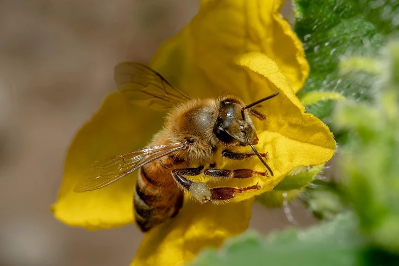 L'apiculture en entreprise : une action RSE concrète et engageante