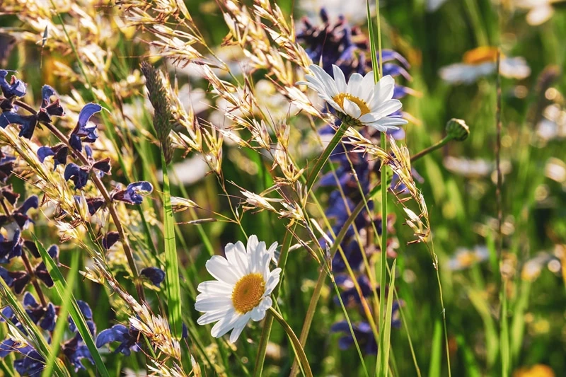 Organiser une semaine thématique autour de la Fête de la Nature