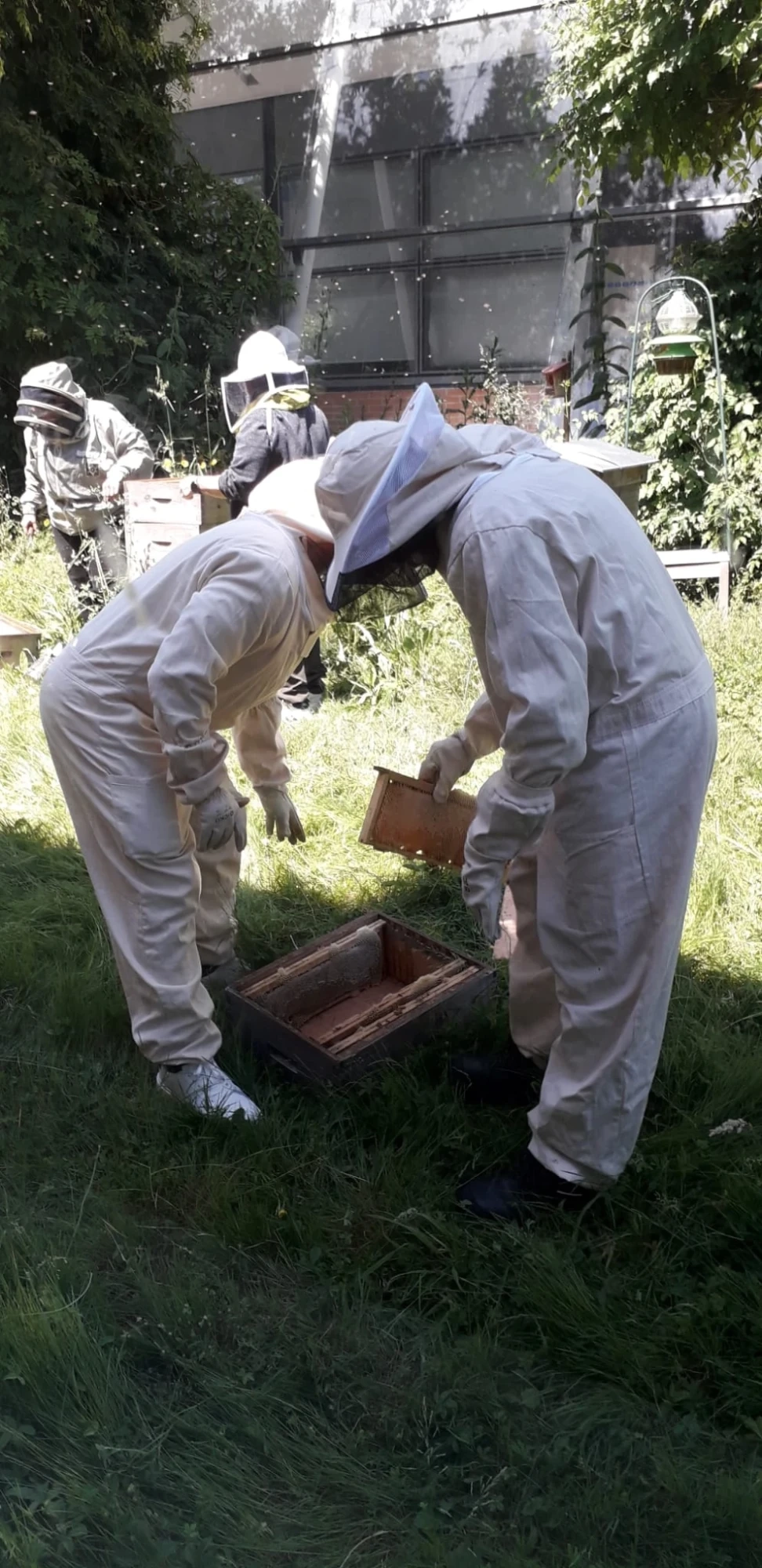 Animation biodiversité autour des abeilles en entreprise