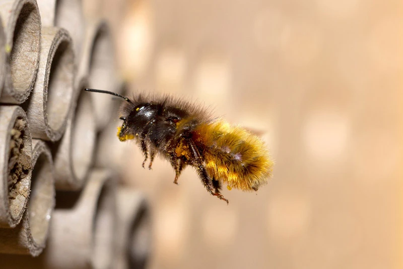 Les pollinisateurs en ville : entre opportunités et contraintes