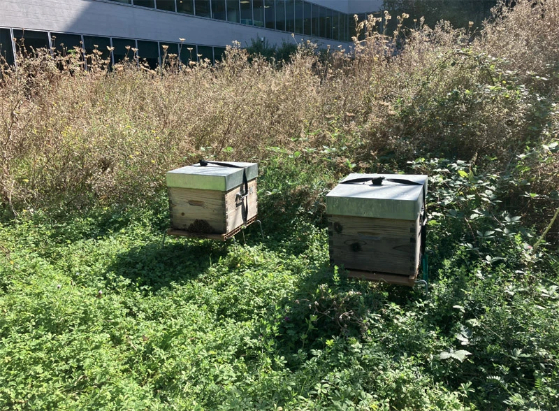 Pollinisateurs en milieu urbain