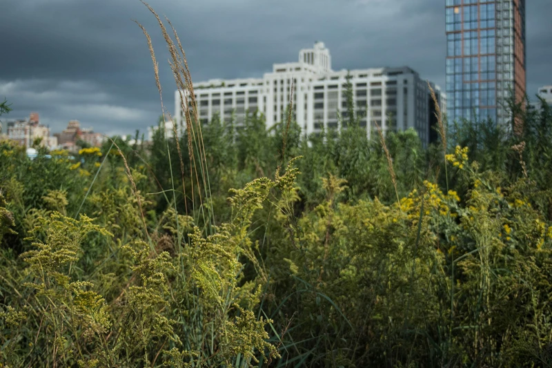 Espaces d’entreprise végétalisés et biodiversité